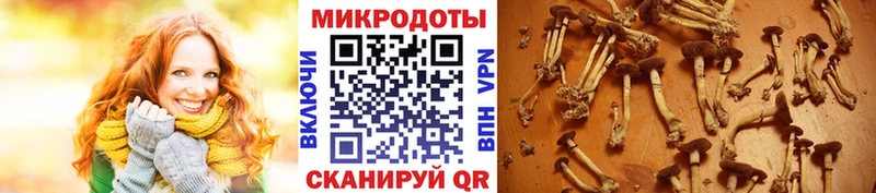 Галлюциногенные грибы прущие грибы  закладки  Терек 